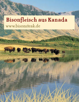 Bisons in Kanada