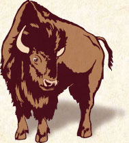 Bison